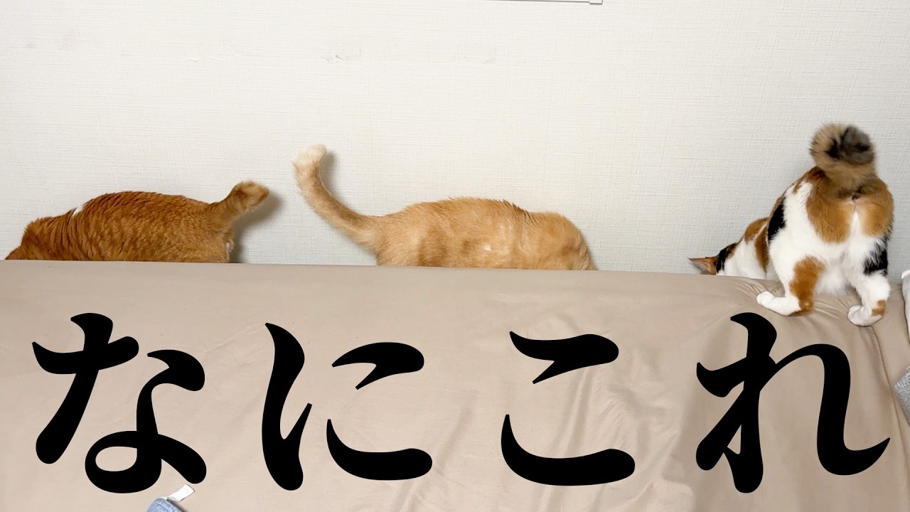 猫たちがベッドに挟まっとりますわ