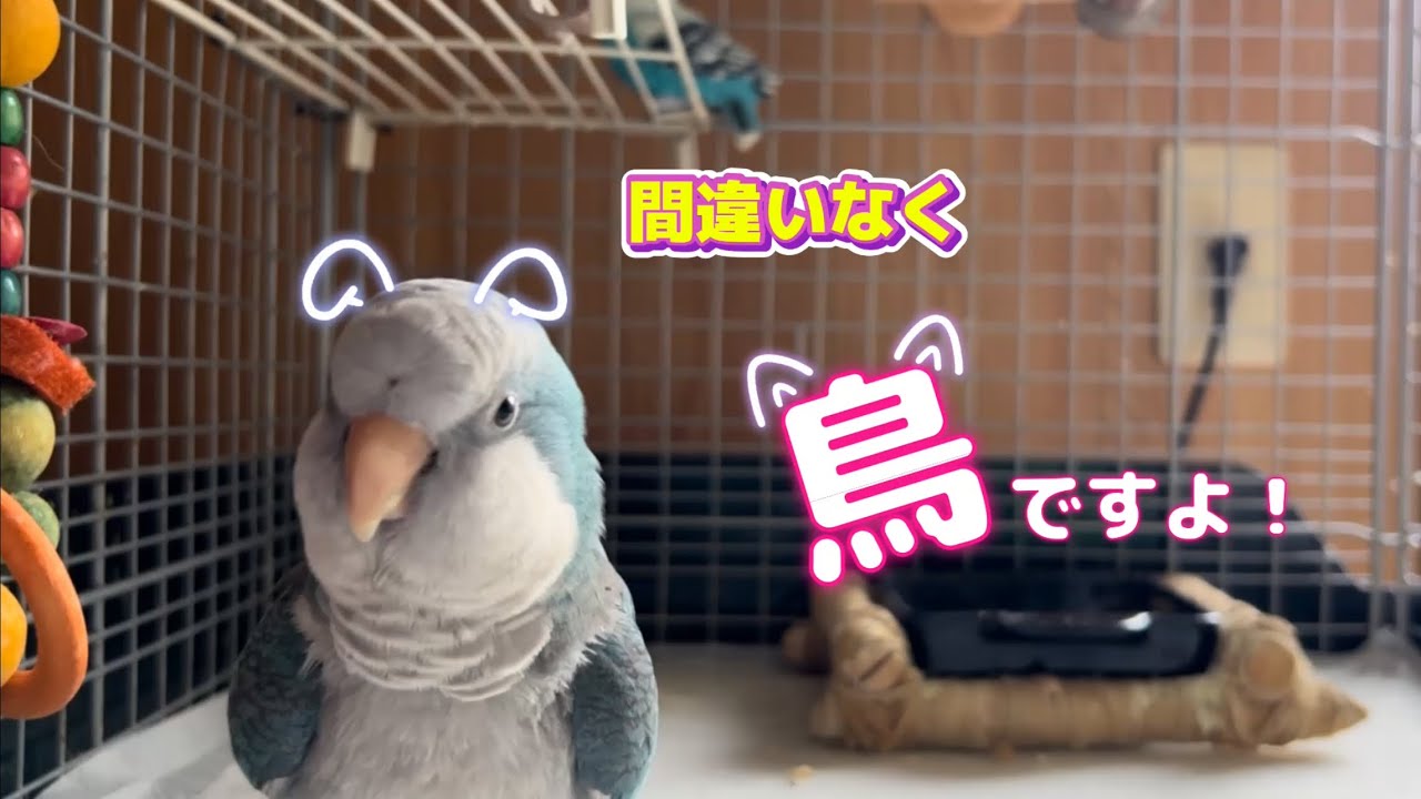 鳥とは思えないこの動き❣️😆　#オキナインコ  #オキナインコレオ  #オキナインコおしゃべり  #インコ 