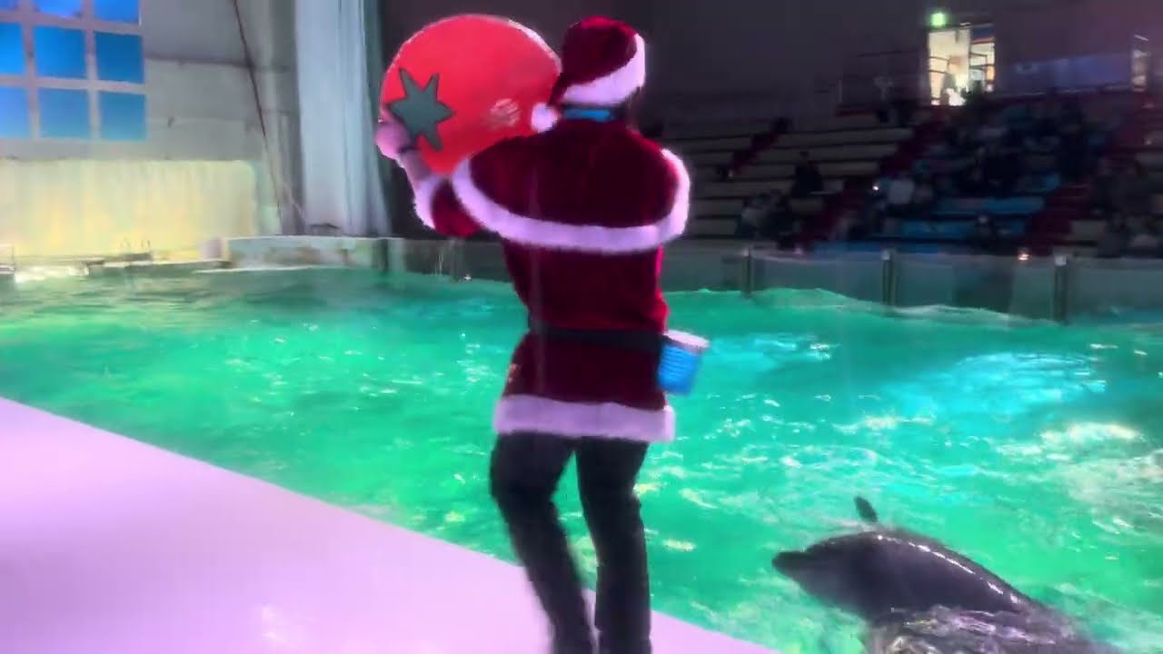 浅虫水族館　イルカショー　クリスマスバージョンをスペシャルシートから観てみた。　asamushi aomori japan asamushi aquarium