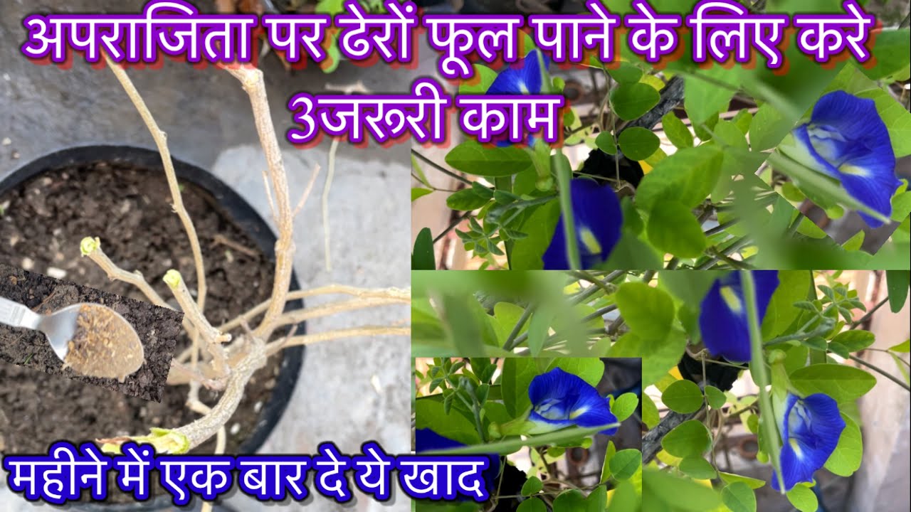 अपराजिता पर चाहिए ढेरों फूल तो करे 3जरूरी काम डाले ये खाद मार्च से अक्टूबर तक पौधा फूलो से भरा रहेगा