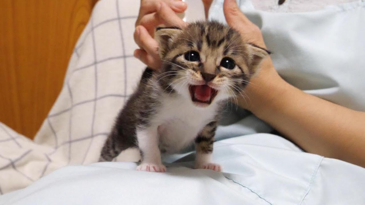 A gatinha estava olhando com inveja para o gato branco no ônibus [Gato bebê, gato protegido]