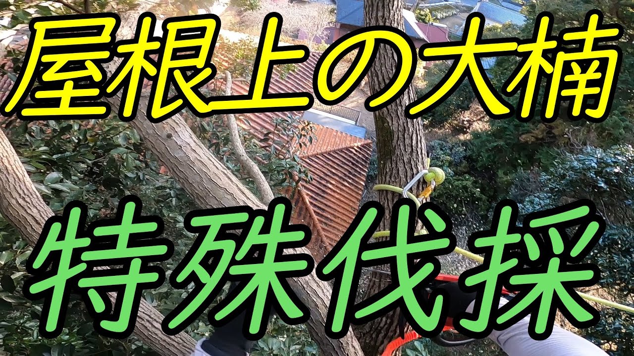 屋根上の大クス～林業女子と切る～特殊伐採