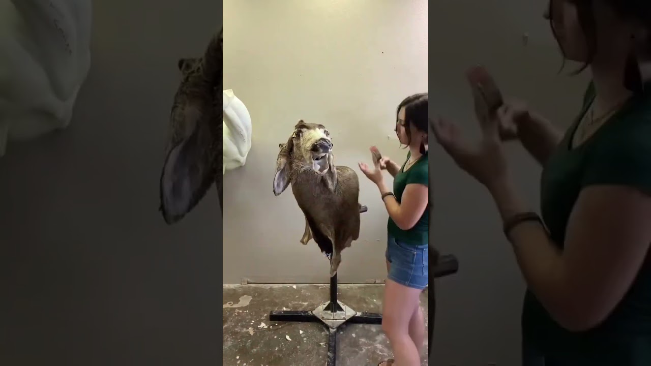 Big mule deer taxidermy 🦌 #taxidermy #animals #deer #wildlife #art #taxidermist