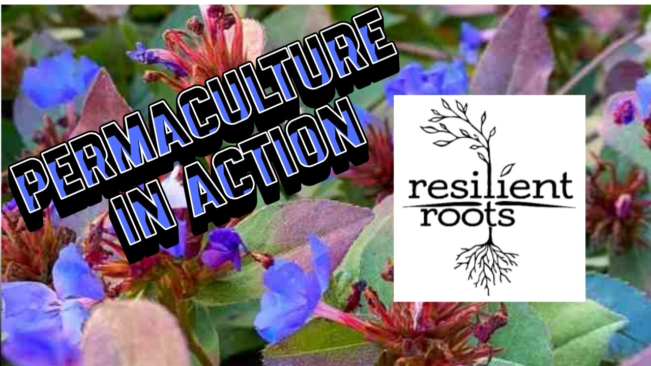 What is Permaculture? Designing Your Backyard Ecosystem
