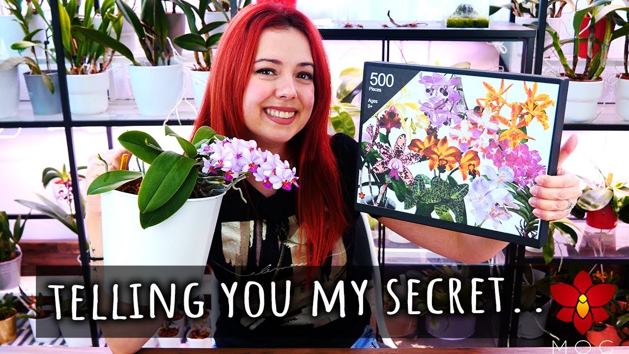 The secret to growing Orchids successfully is.. 🧩