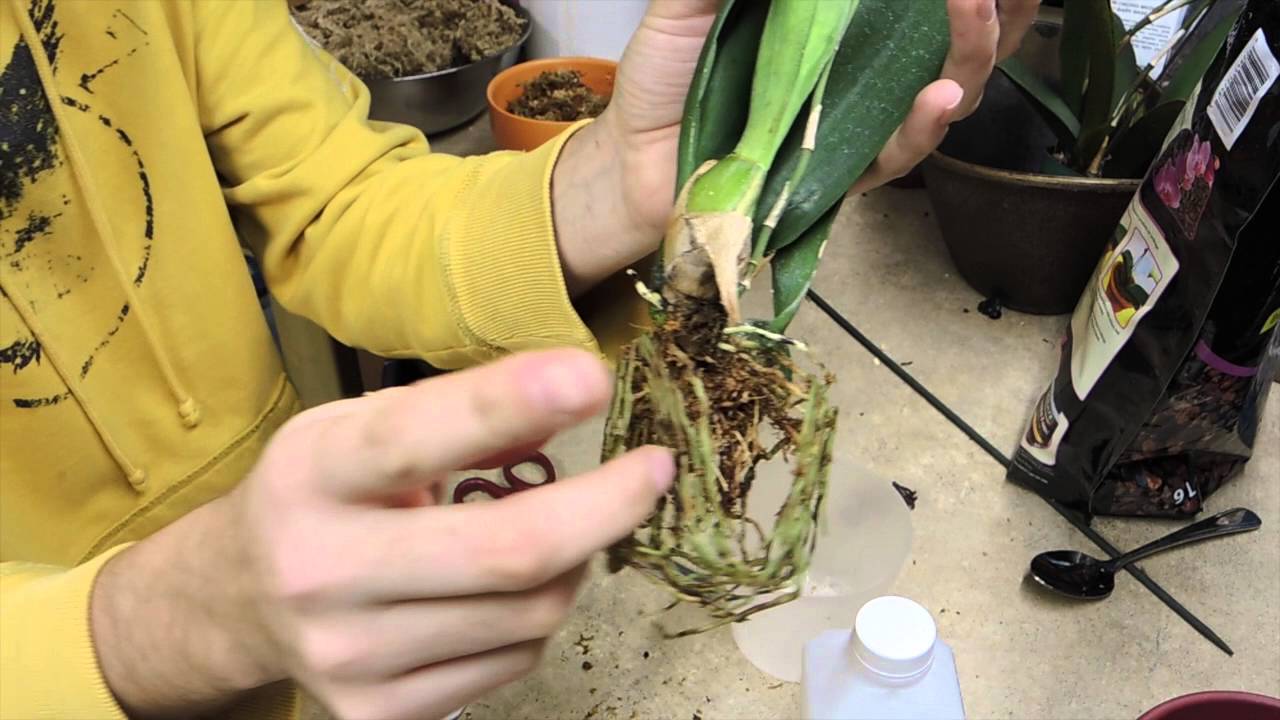 Psychopsis Orchid Repotting - Yellow Flowered