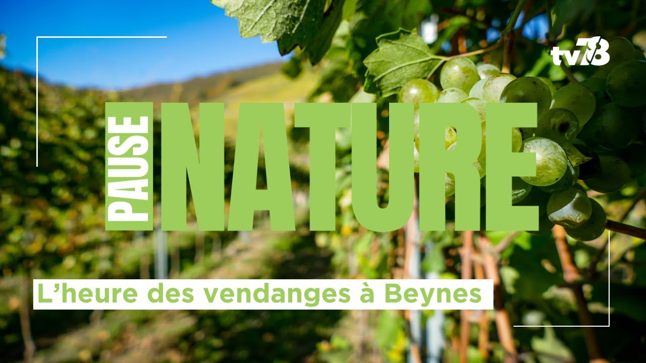 La Pause Nature : c’est l’heure des vendanges à Beynes !