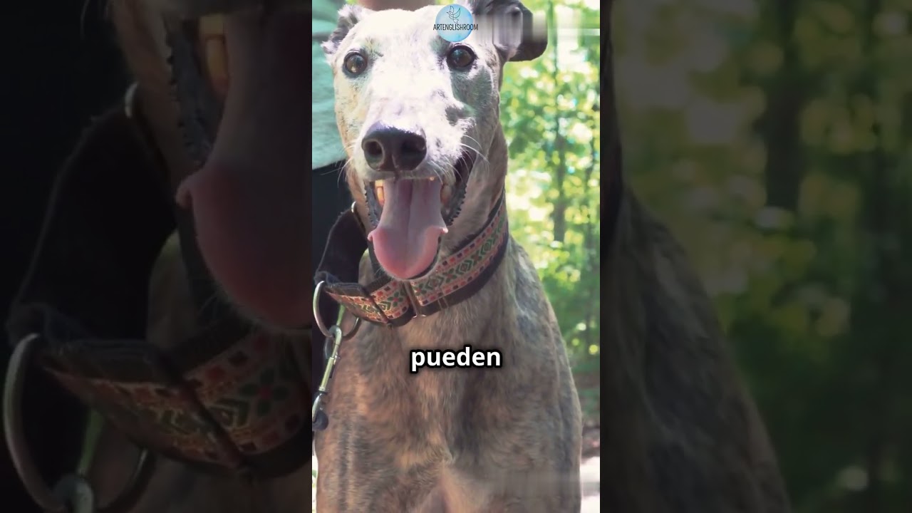 🐾&iexcl;D&iacute;a mundial del Galgo! 🐾 #curiosidades #galgo