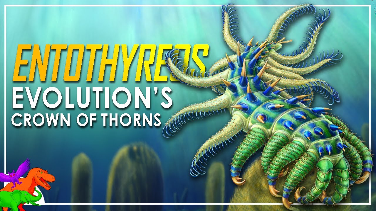 Spiny Worm Species Shouldn't Exist | Entothyreos