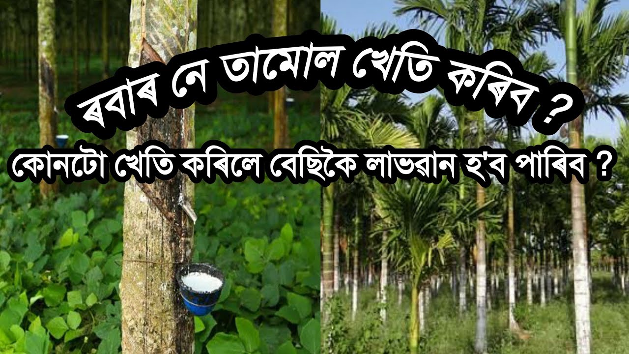 তামোল আৰু ৰবৰ খেতিৰ পৰা কিমান উপাৰ্জন হয় ? Betel Nut Farming In Assam / Rubber Cultivation In Assam