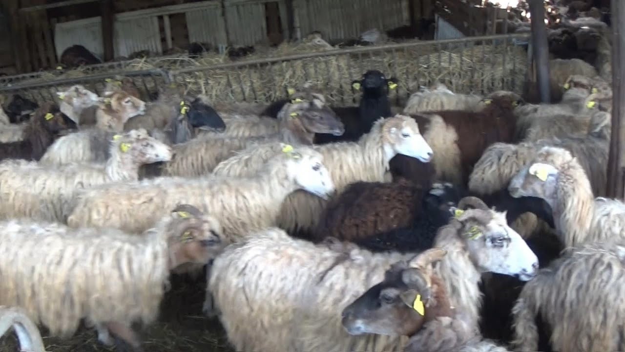 a TUNDERA in San Giulianu