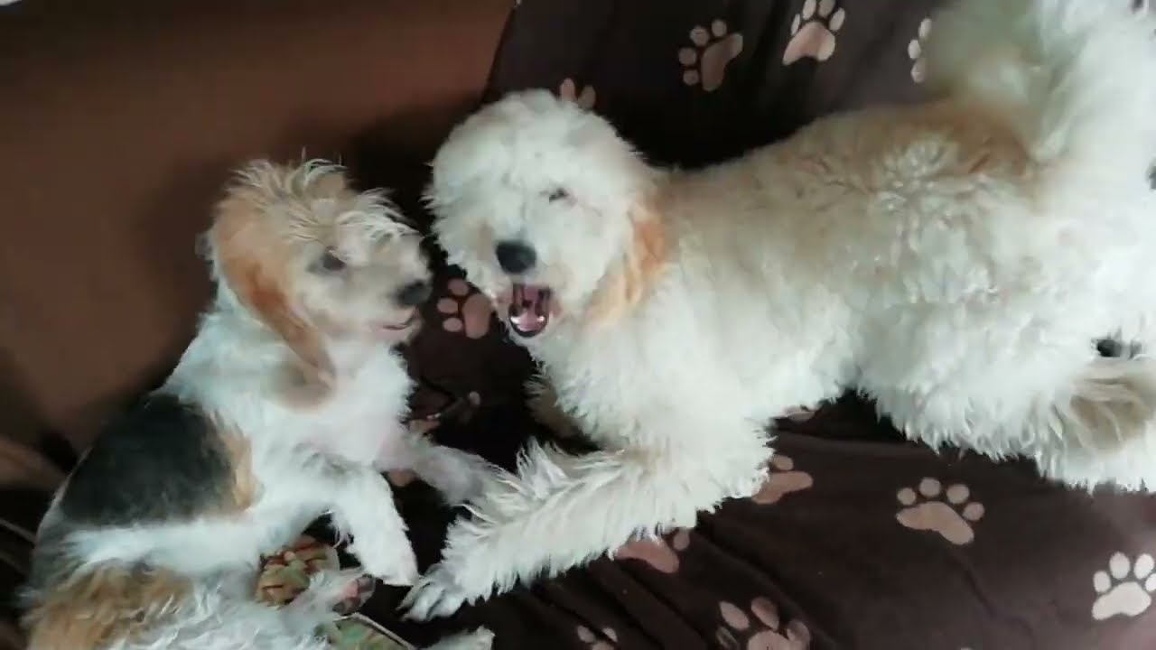 犬まみれ　ハチャメチャパピー2頭預かり