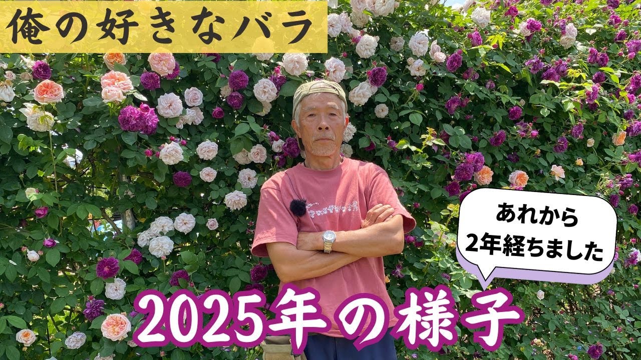 俺の好きなバラ2025年　あれから2年が経ちました!　バラは成長が早い！