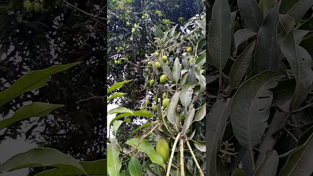 # dasheri mango tree 