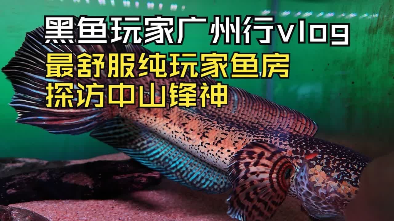 最近看的最舒服的黄金眼镜蛇雷龙！也是纯玩家来说最舒服的鱼房！黑鱼玩家的广州行vlog之探访广东雷龙圈大佬中山锋神