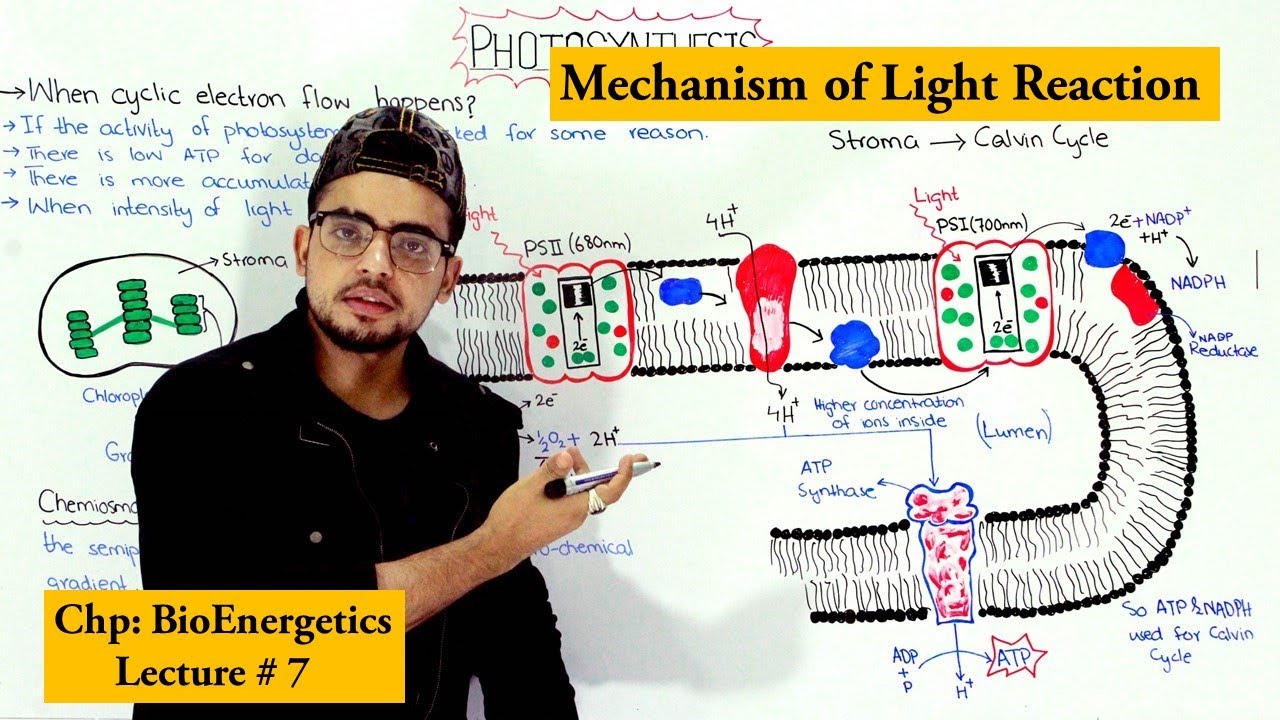 Light reaction of Photosynthesis | Cyclic and non-cyclic photophosphorylation |