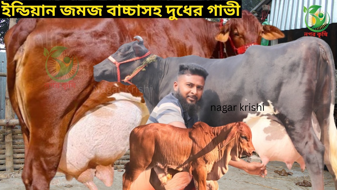 আবির ভাইয়ের জমজ বাচ্চাসহ ইন্ডিয়ান জার্সি গাভী ! ৩টি গাভীতে ৬৫ লিটারের মধ্যে মিল্ক ভিটার দুধের গাভী