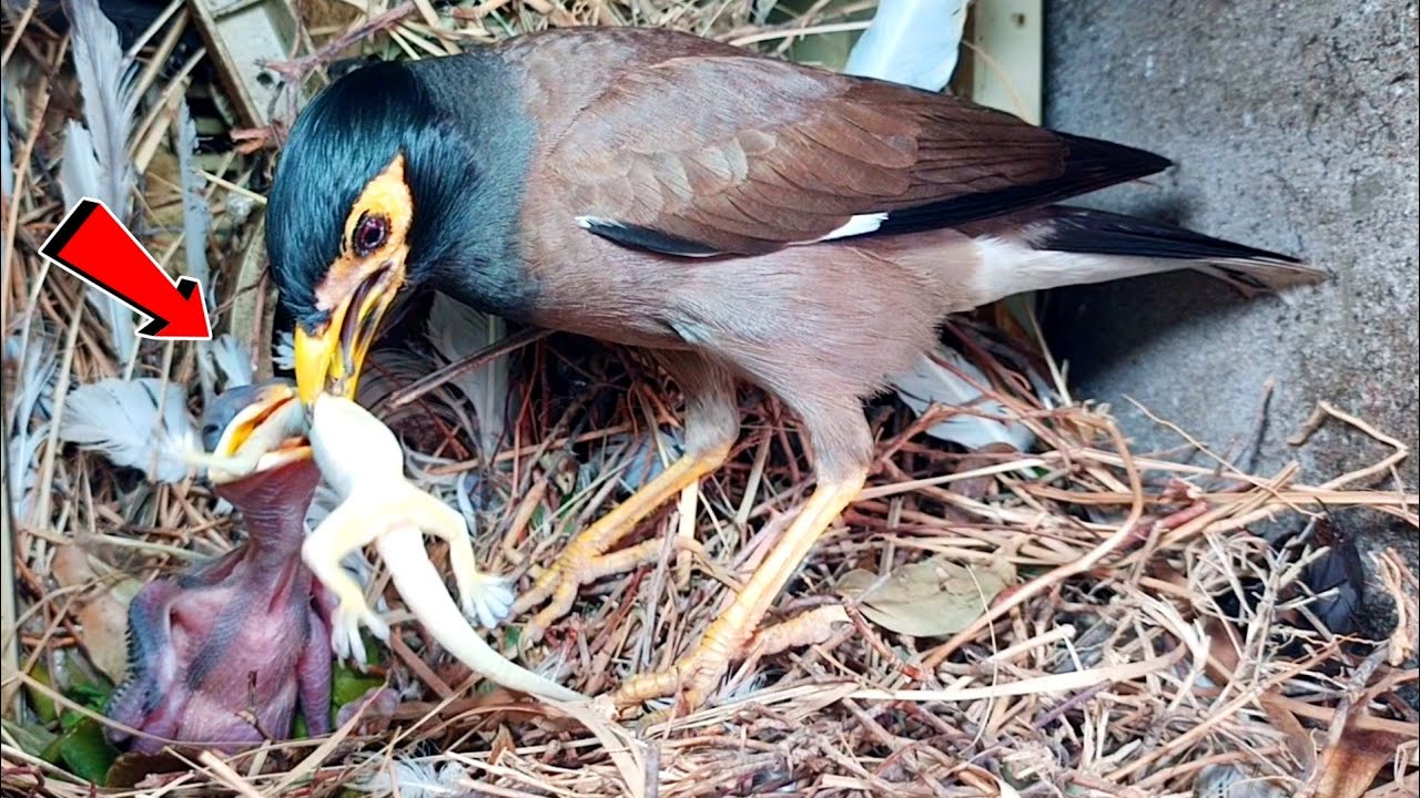 Myna Feeding Struggle: Baby Myna with Lizard Caught in Neck@BirdPlusAnimals 