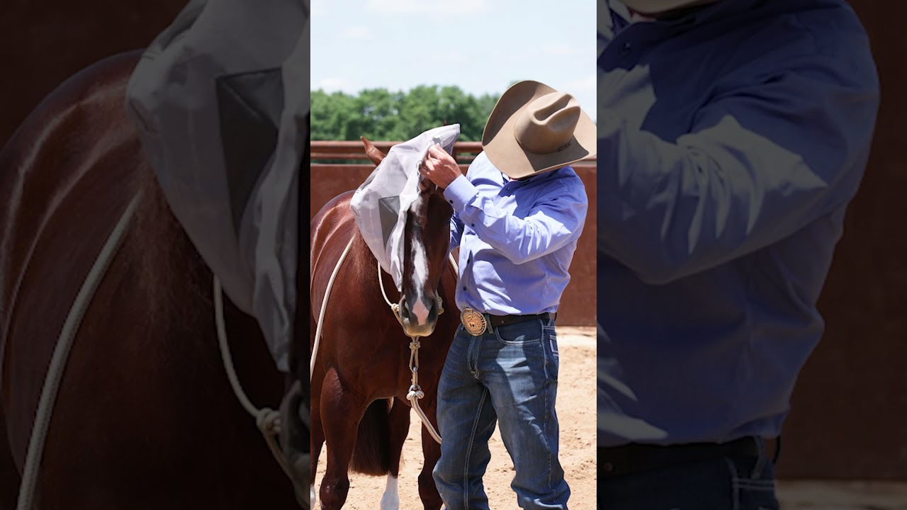 Fly Masks: Protect Your Horse From Insects and UV Rays