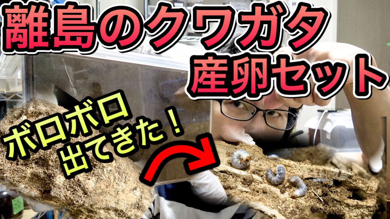 なかなか産まなかったスジブトヒラタの産卵セット暴いた結果が凄かった