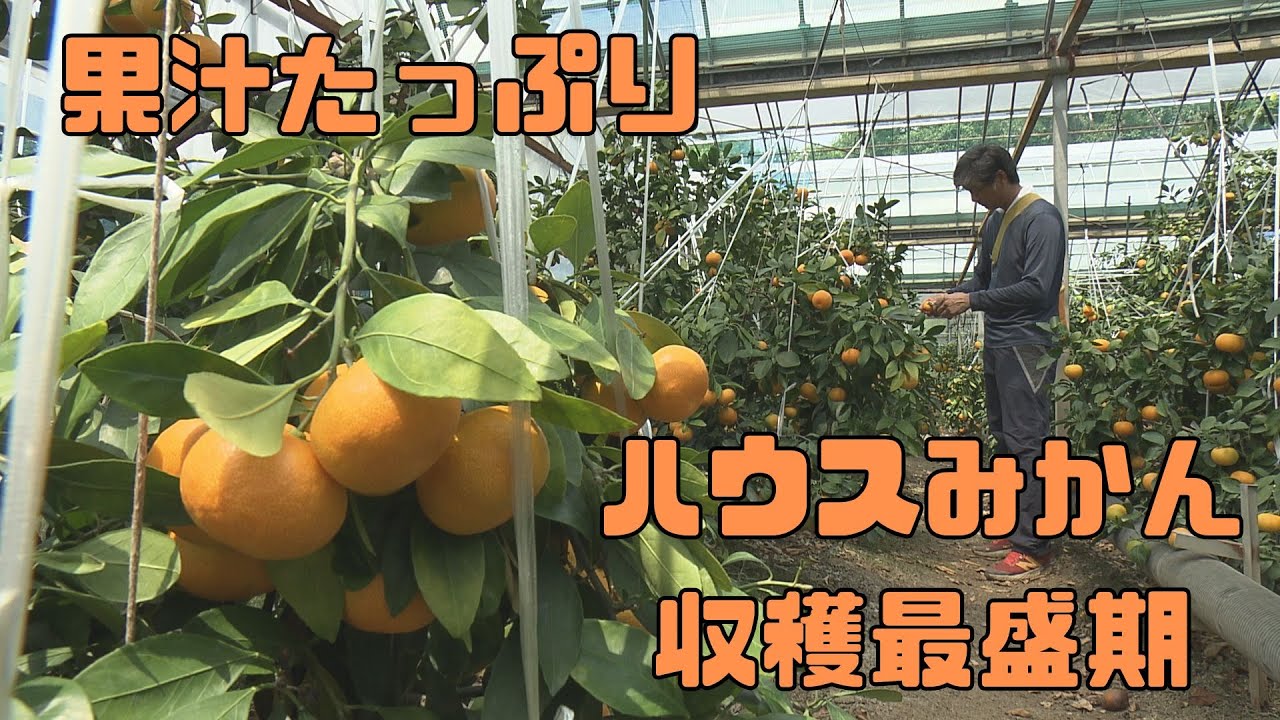 「夏場に楽しめるハウスみかん『山北みかん』収穫最盛期」2025/7/2放送