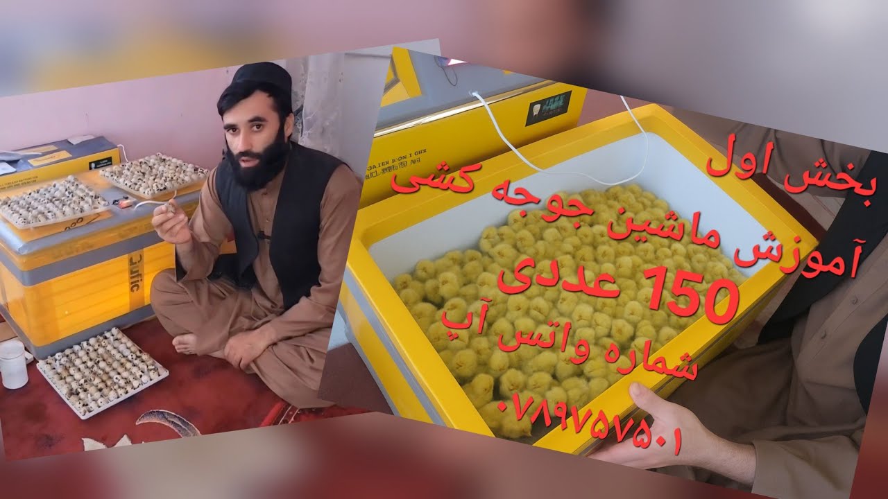 بخش اول آموزش ماشین جوجه کشی 150 عددی شماره واتس آپ ۰۷۸۹۷۵۷۵۰۱  