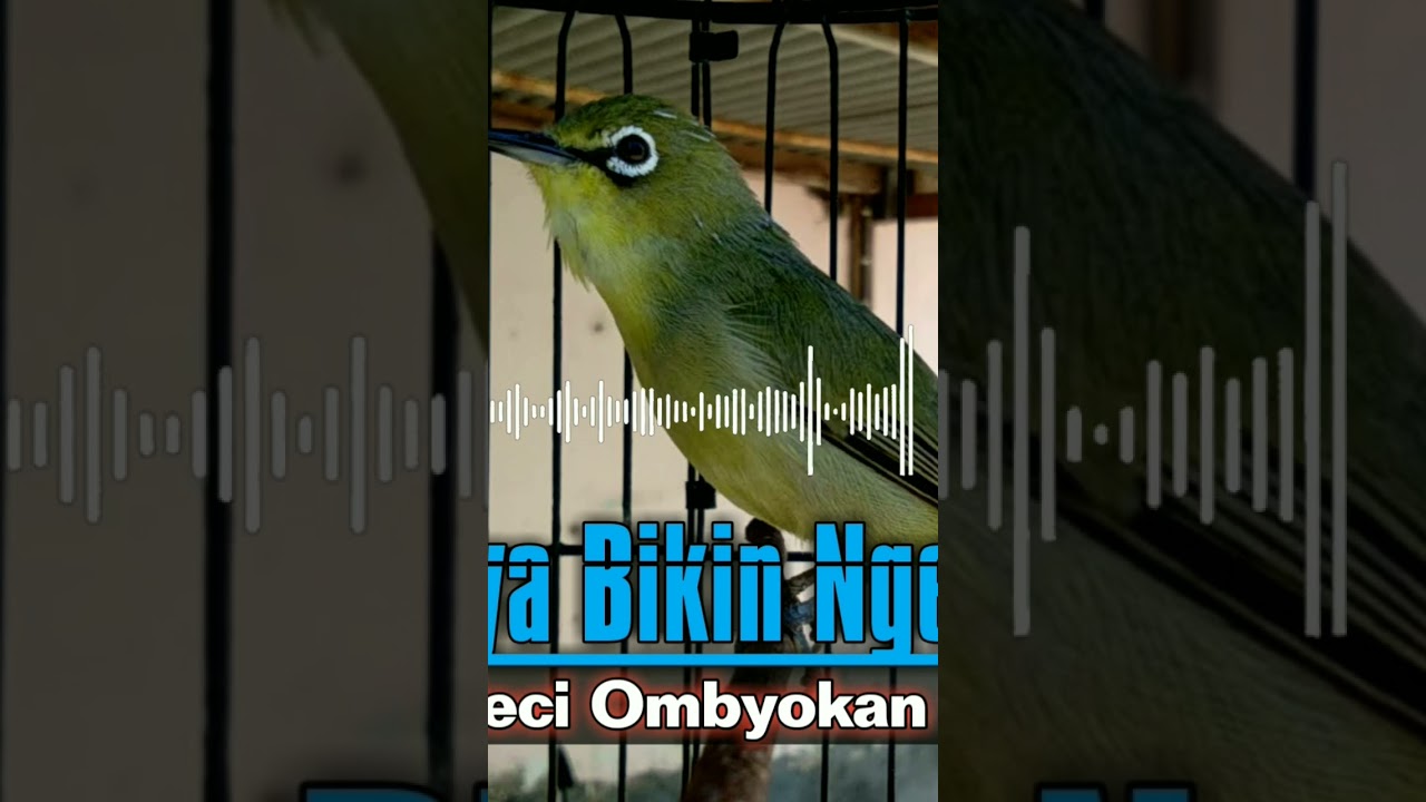 Pancingan Dan Terapi Pleci Ombyokan Agar Ngeriwik Kasar Buka Paruh 