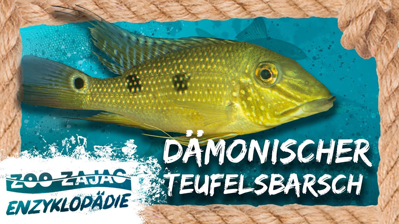 DÄMONISCHER TEUFEL | FISCHENZYKLOPÄDIE | Zoo Zajac