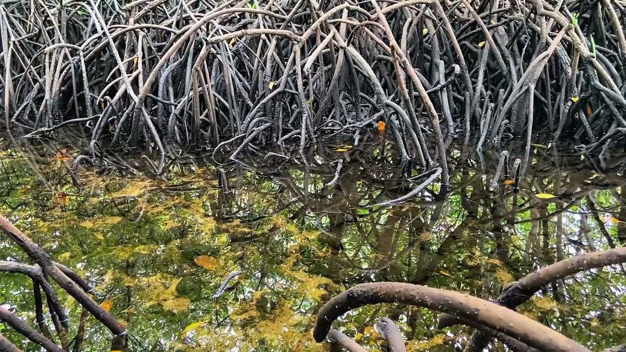 Gentle Mangrove Forest Sounds for Better Sleep