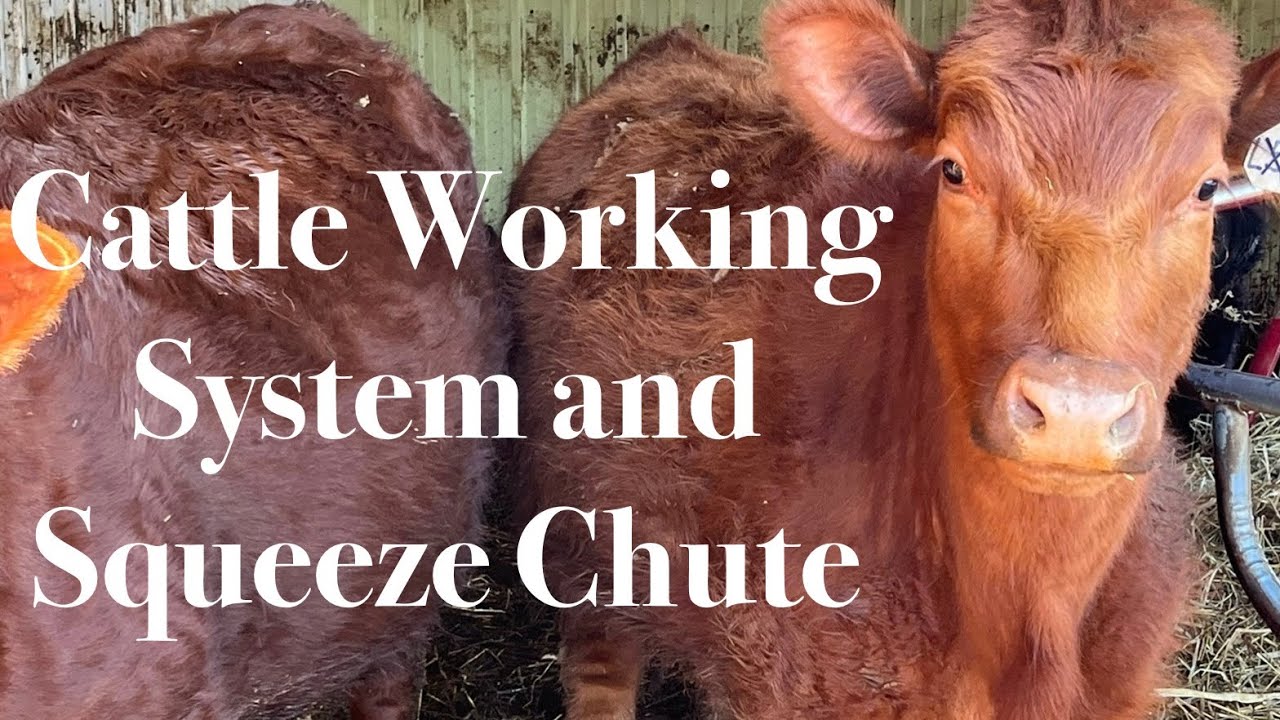 Cattle Handling System Design and Tour