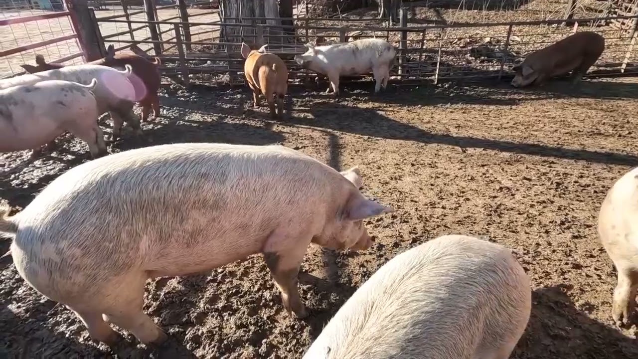 2024 Master Pork Producer: Kevin & Devin Lux