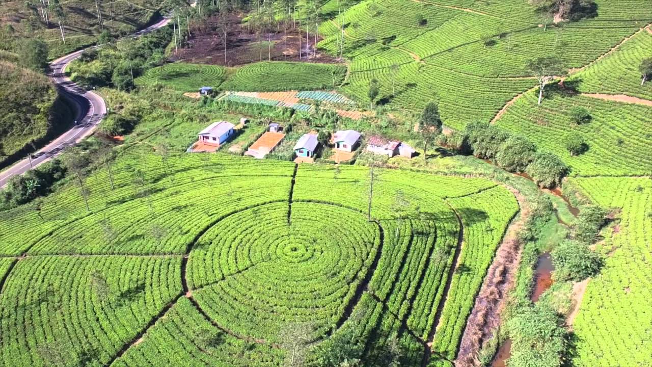 Tea Plantation - Sri Lanka, kotagala- Drone