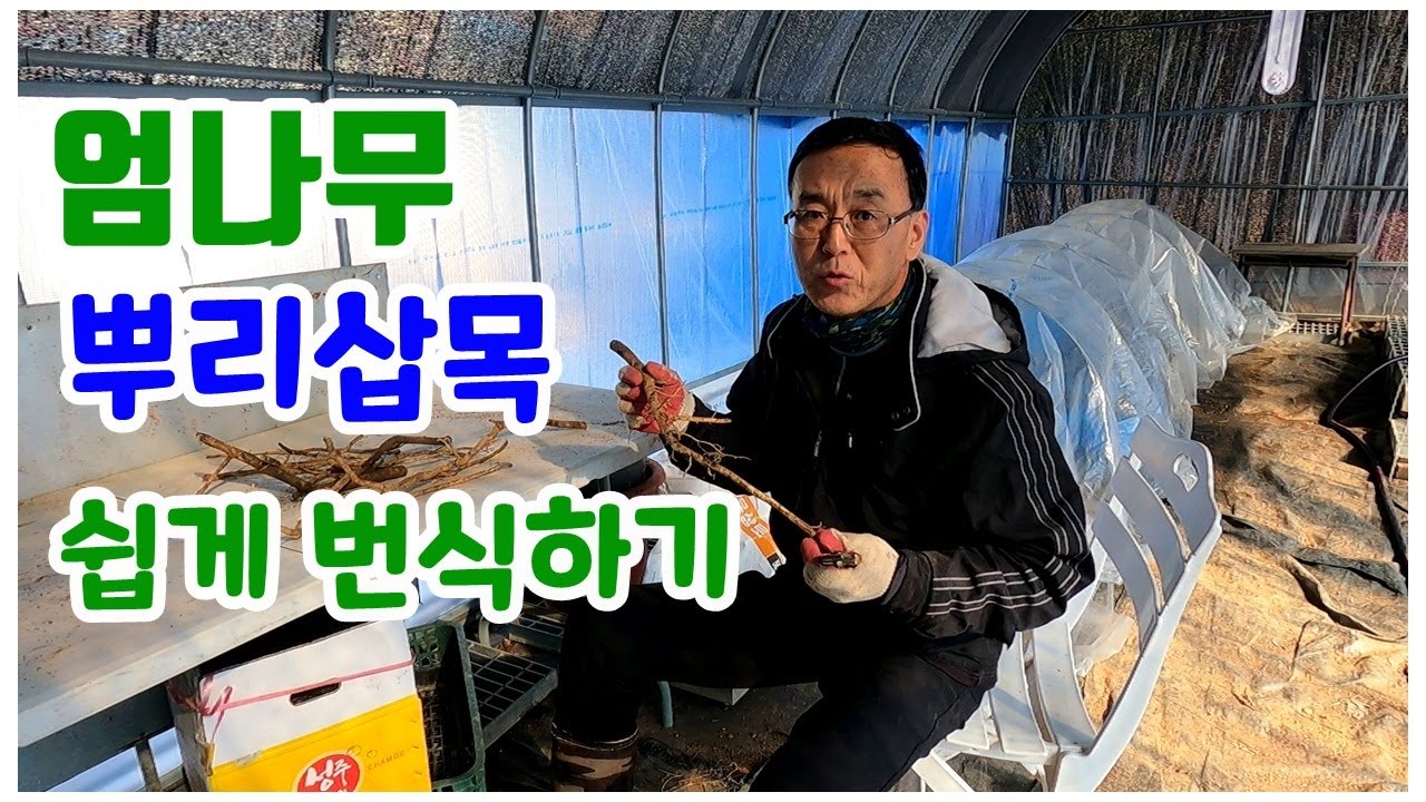 엄나무 뿌리삽목(근삽) 하기. 엄나무 쉽고 빨리 많이 번식시키는 방법