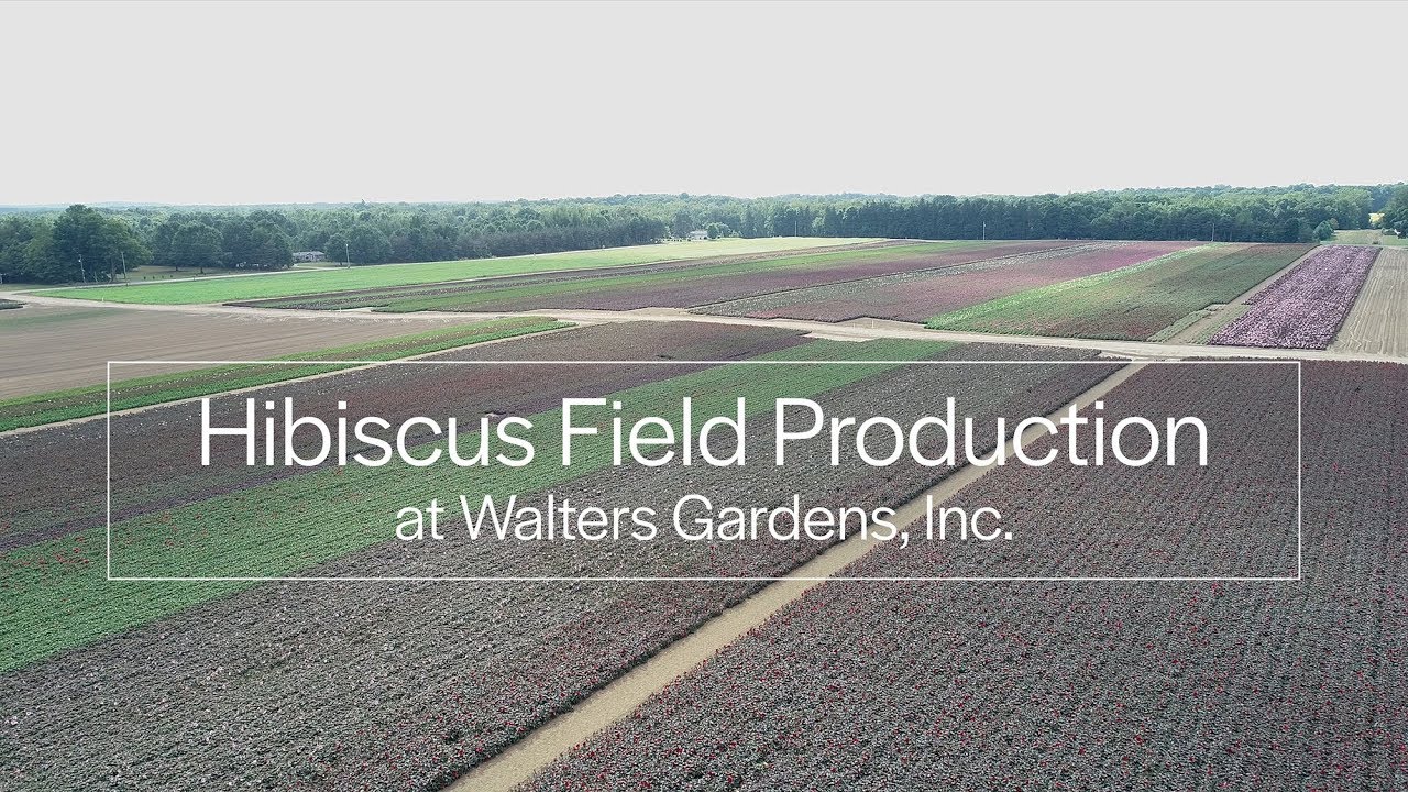 Hardy Hibiscus Fields as seen by Drone | Walters Gardens