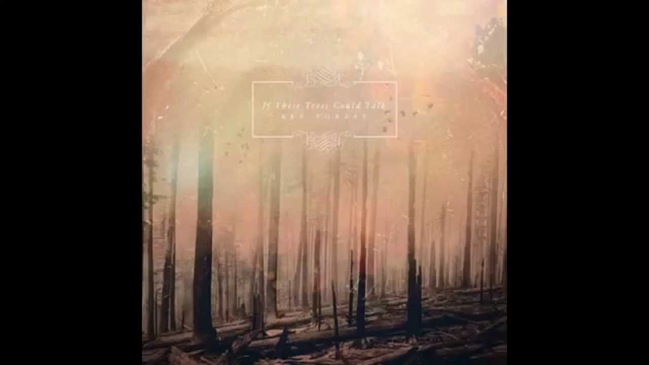 If These Trees Could Talk   They Speak With Knives