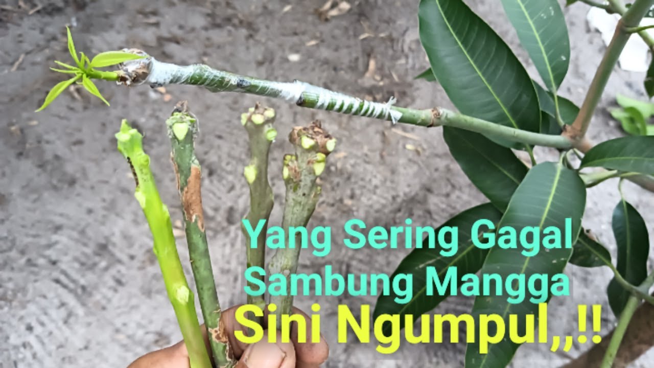 Hal Yang Wajib Diperhatikan Sebelum Sambung Mangga