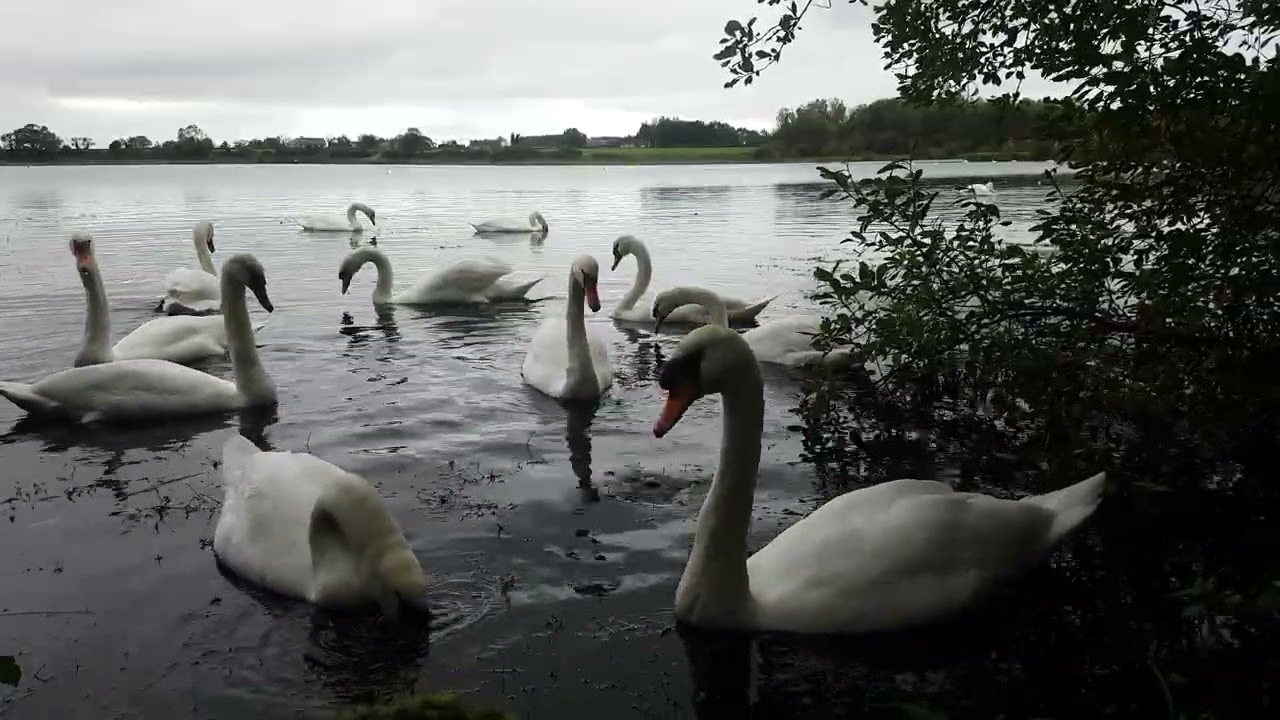 KINNEGO BAY 🧞‍♂️ OXFORD ISLAND NATURE RESERVE IRELAND 🇮🇪