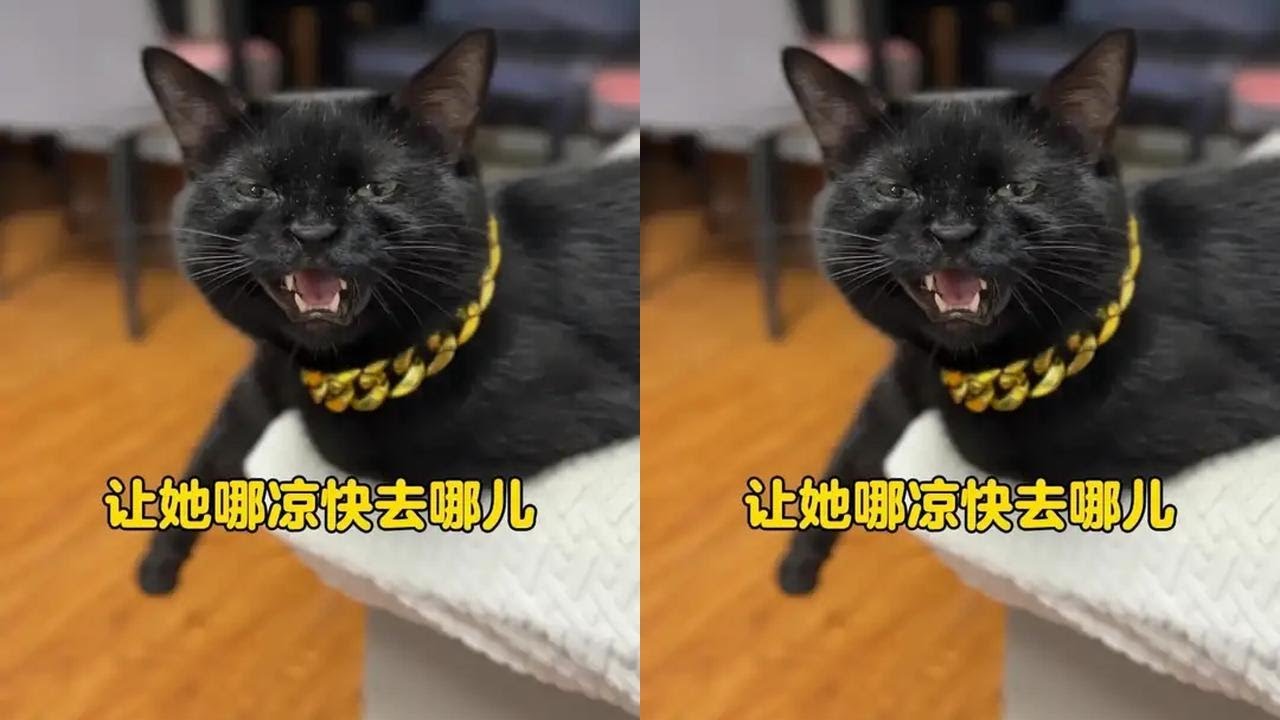 我家猫的身价最近涨不少