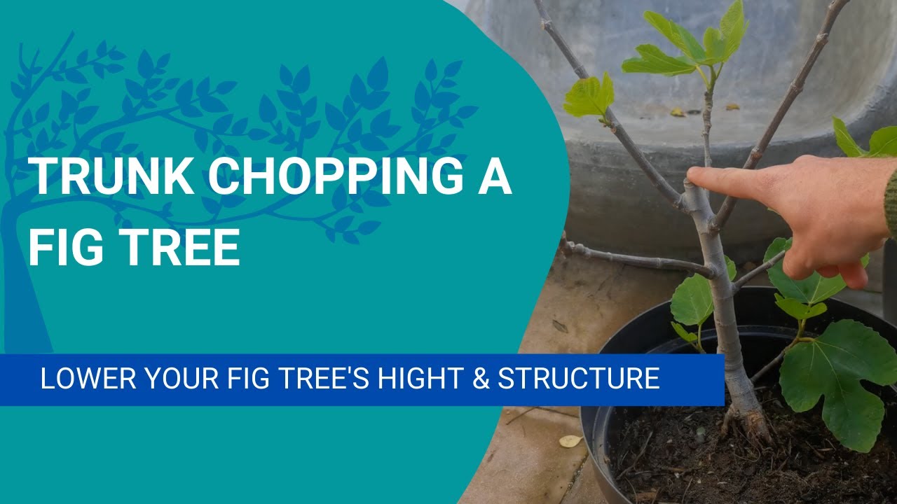 Trunk chopping fig trees to lower height & improve structure