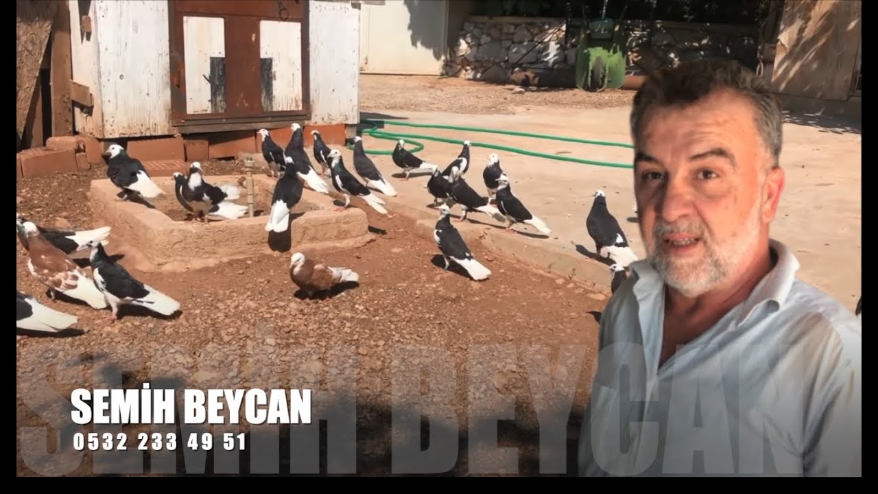 Dönek Güvercin Sohbeti Semih Beycan (Makedon)
