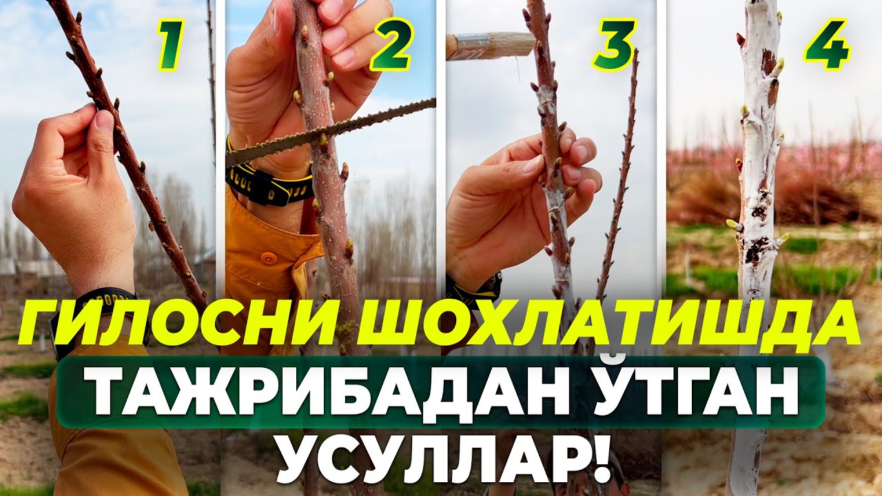 ГИЛОСЛАРНИ ШОХЛАТИШНИНГ 4 ТА САМАРАЛИ ВА ОСОН ЙЎЛИ! | ШУҲРАТ АБРОРОВ #shuhratabrorov #shoxlatish