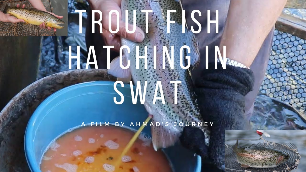 How to do trout fish farming in Swat, Pakistan / Trout fish life cycle