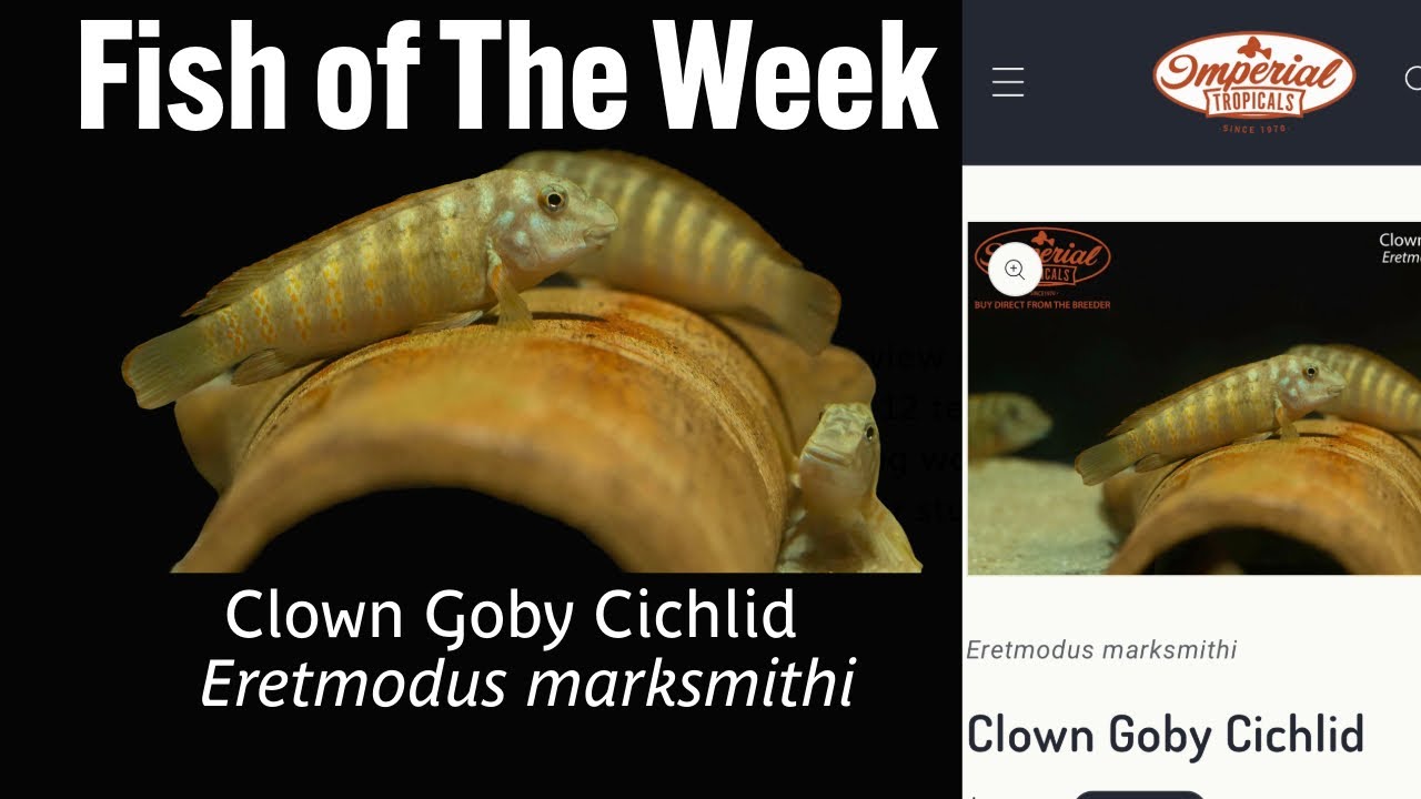 🌟🐟 Fish of the Week 🐟🌟Clown Goby Cichlid Eretmodus marksmithi Small Fish, Big Attitude! 🎭🔥
