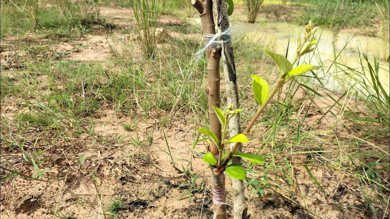 พาชมพุทราเสียบข้างต้น ครบ 1 เดือน#ที่นี่ศรีสะเกษ #พุทรา #ผลไม้ 