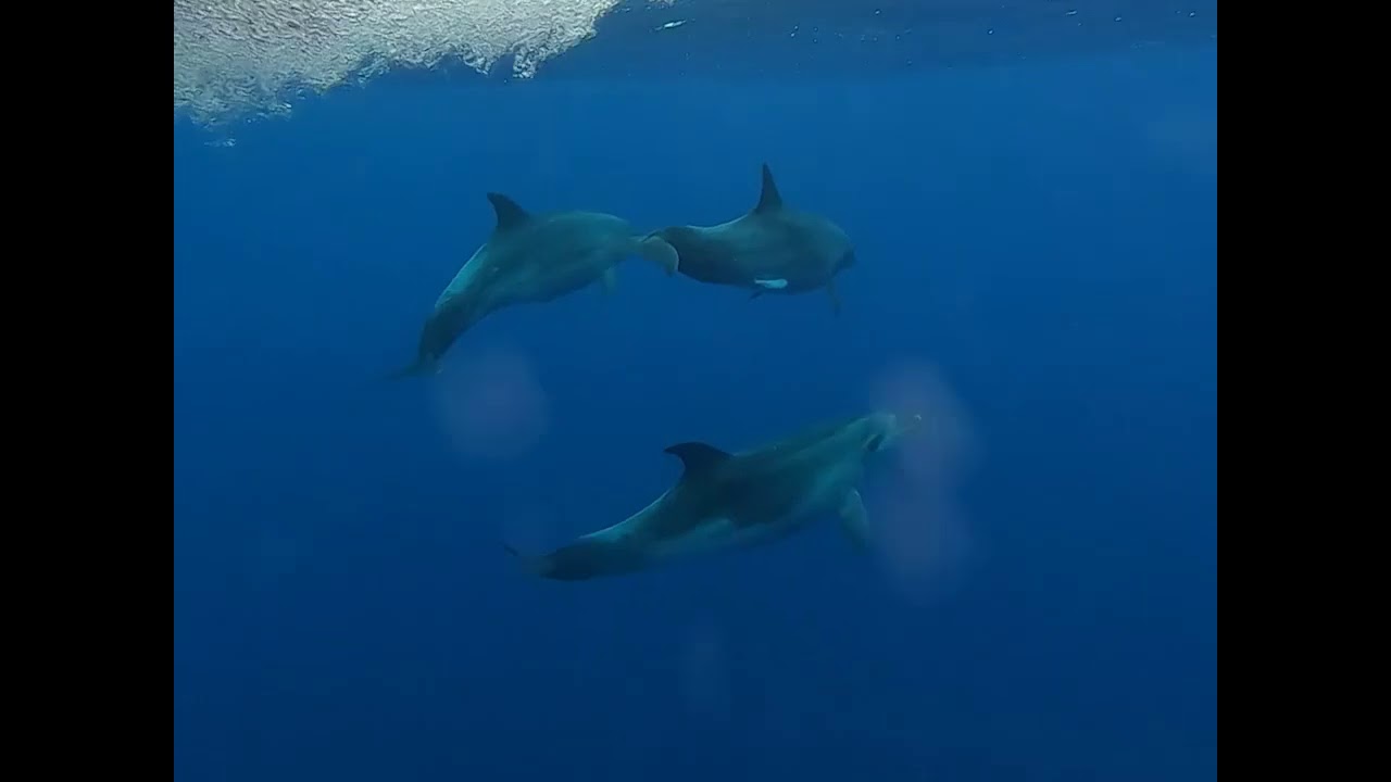 Whale watching Pico 2020
