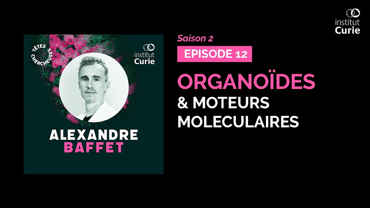 Organoïdes & moteurs moléculaires à pattes avec Alexandre Baffet