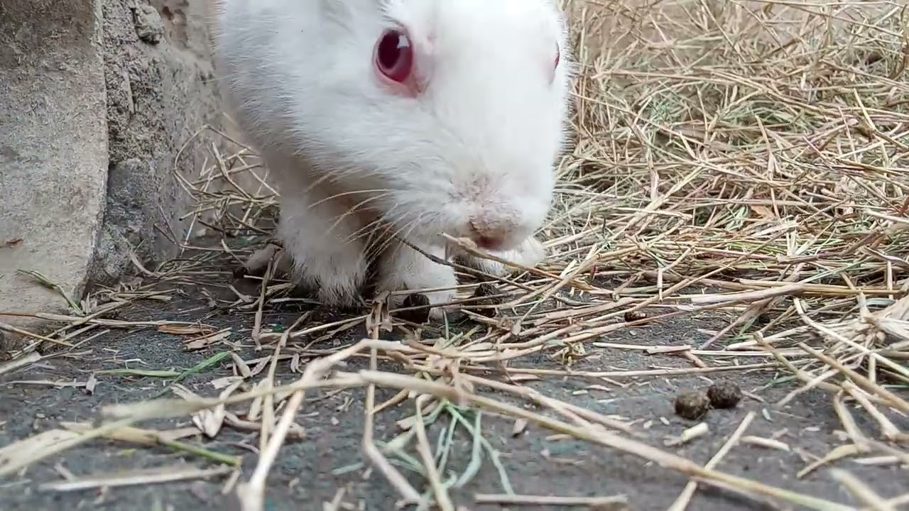 Life update vlog of my cute bunny baby rabbits close up video 