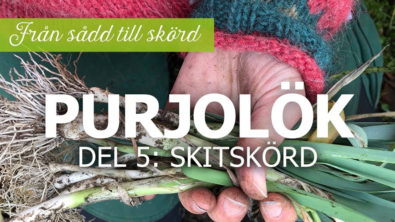 Purjolök från sådd till skörd - Del 5: Skitskörd