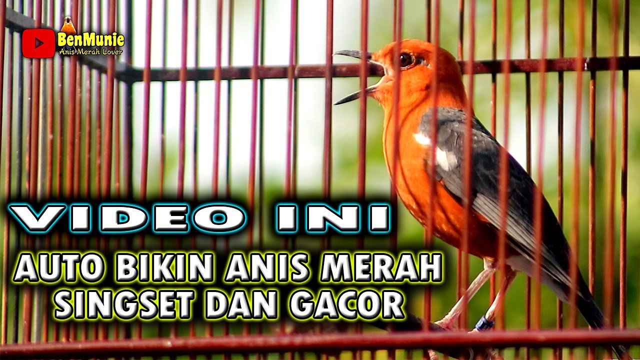 ANIS MERAH BIKIN ANIS MERAH LAIN CEPAT BUNYI  #pancingananismerah