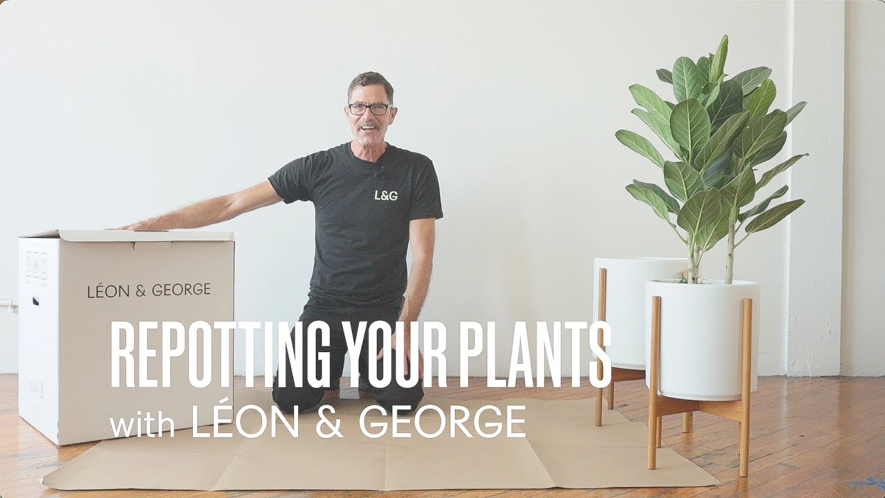 The Ultimate Guide to Repotting Houseplants